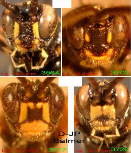 Réf. 328 269 : Cratichneumon coruscator